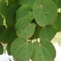 Cercidiphyllum japonicum feuille P2A